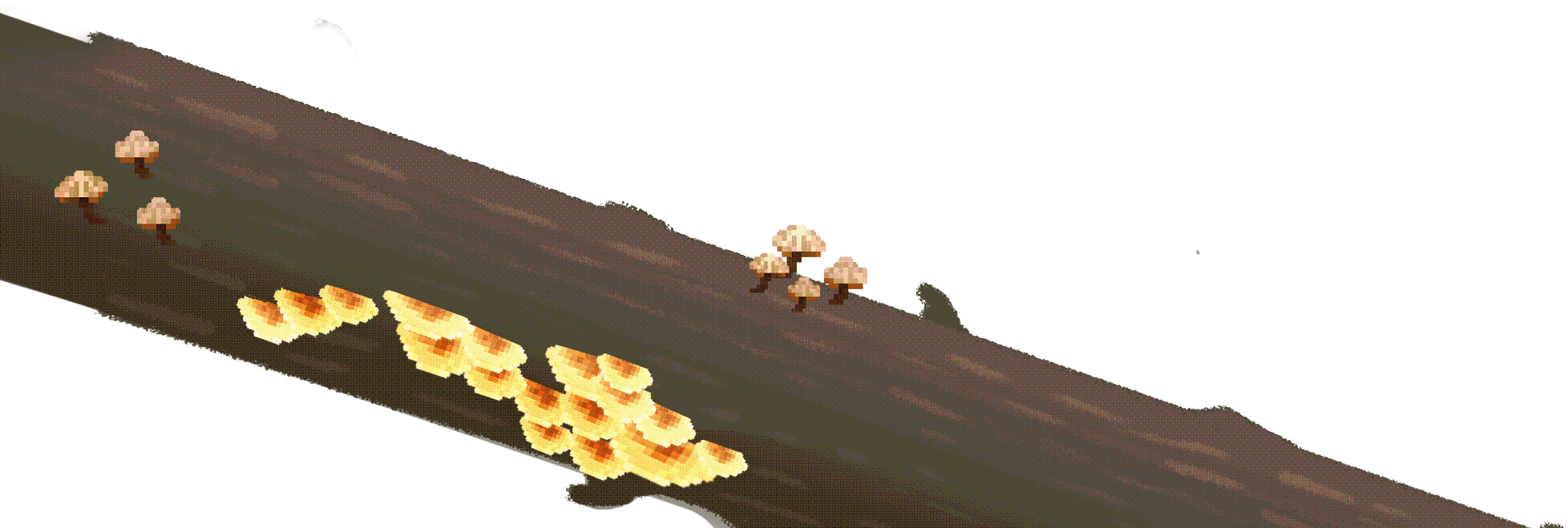 log with mushrooms growing on it